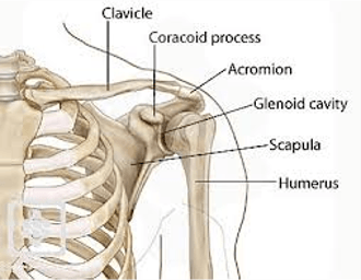 плечо анатомия